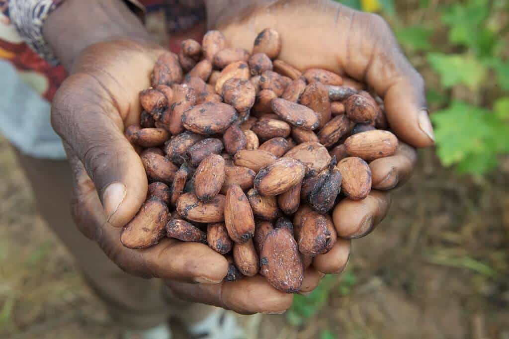Kakaobohnen | "Viele viele bunte Smarties“ präsentiert von Smarties