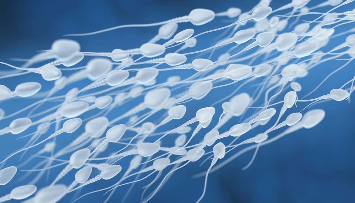 spermiogramm